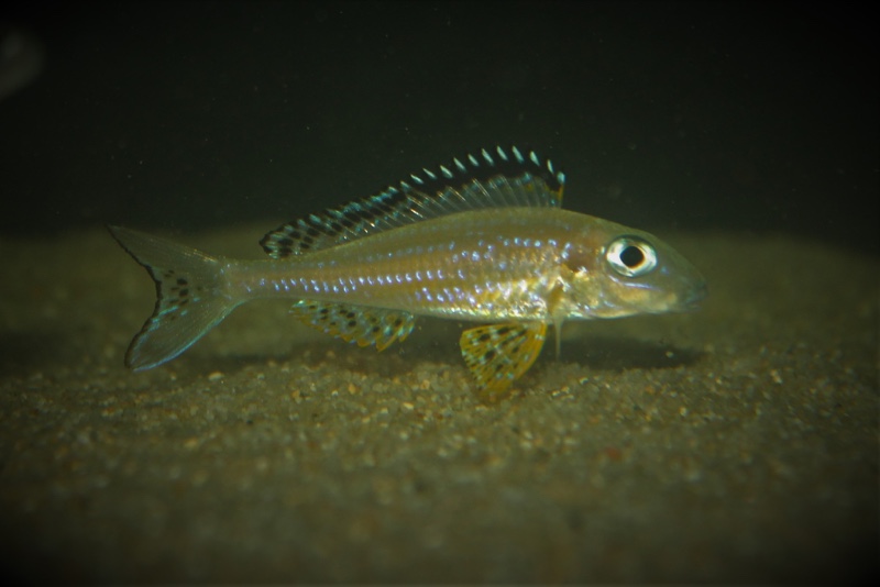 Xenotilapia papilio 'Tembwe (Deux)'